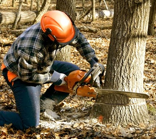 Tree Removal in Underhill, VT